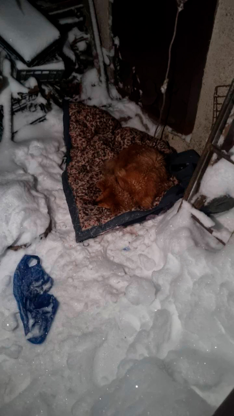 Собаку держали на привязи в сильный мороз – ее спасли зоозащитники