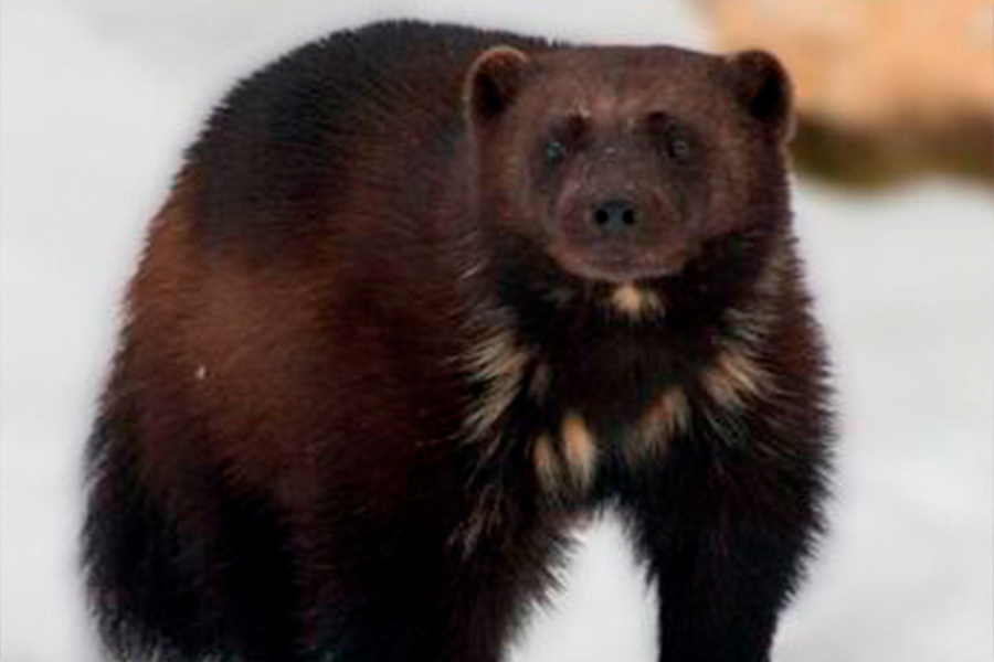 зачем в Гродненском зоопарке