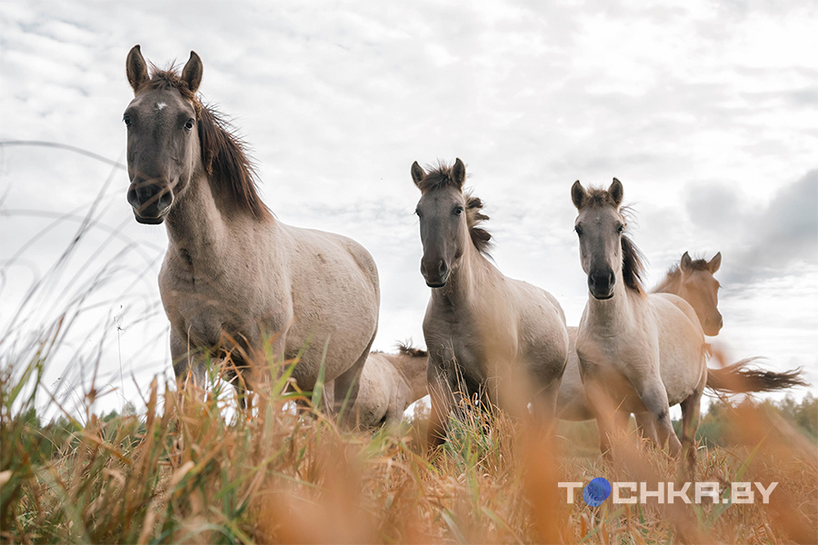 Гибли от паводка, но спаслись переездом: как сейчас живется туровским быкам