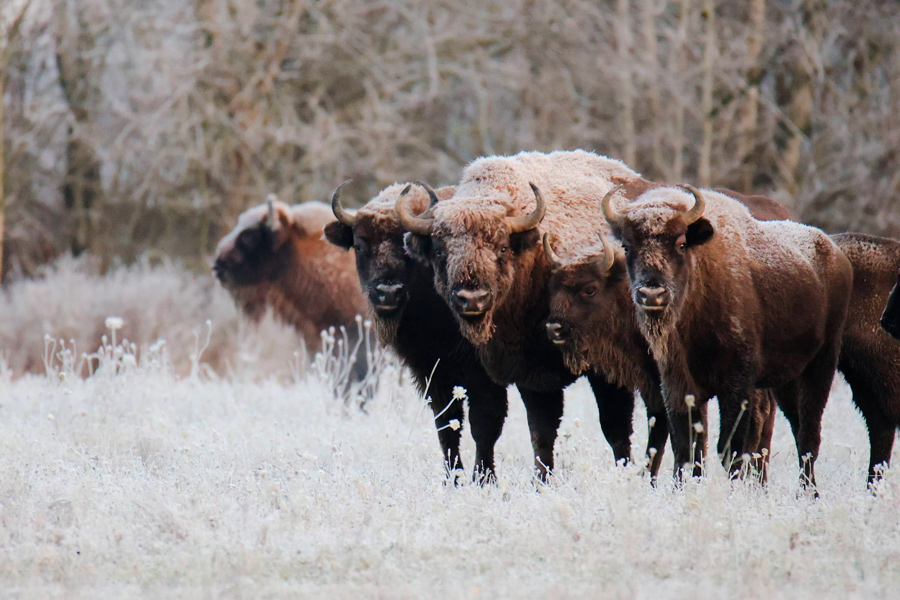 Зимняя красота – белорусский нацпарк показал фото заснеженных зубров