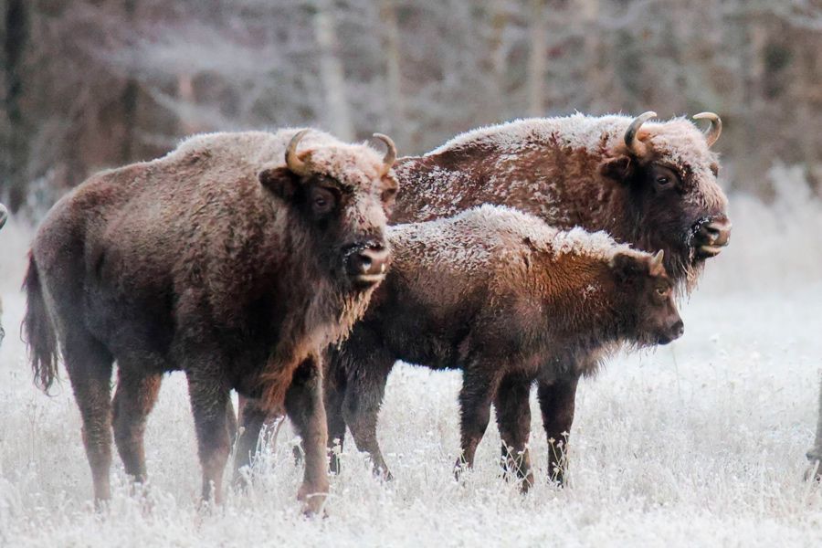 Зимняя красота – белорусский нацпарк показал фото заснеженных зубров