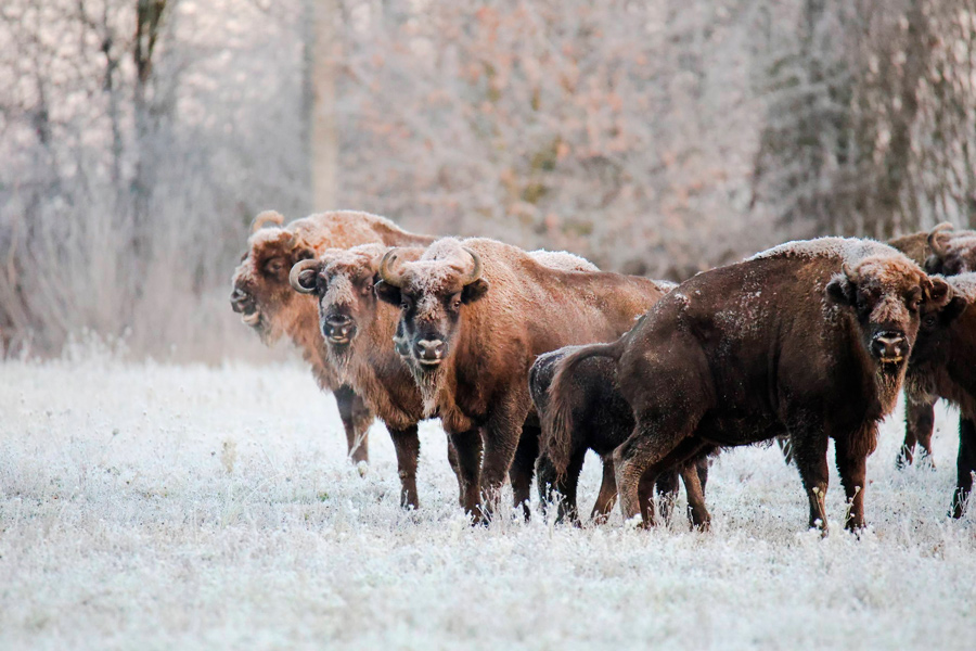 Зимняя красота – белорусский нацпарк показал фото заснеженных зубров