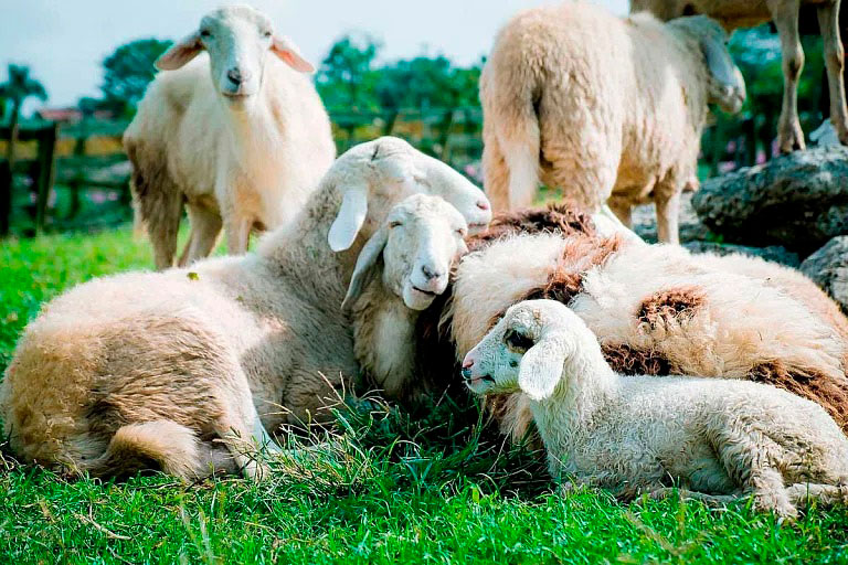Конфискованные за долги овцы нашли своих хозяев