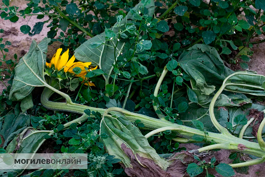 Похоже, в этом году главные вредители на полях – инстаграмщики. Аграрии бьют тревогу