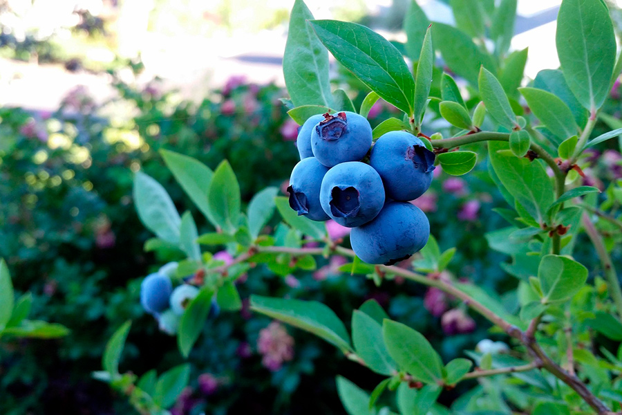 Что может сделать вас миллионером в Беларуси – ответ удивит