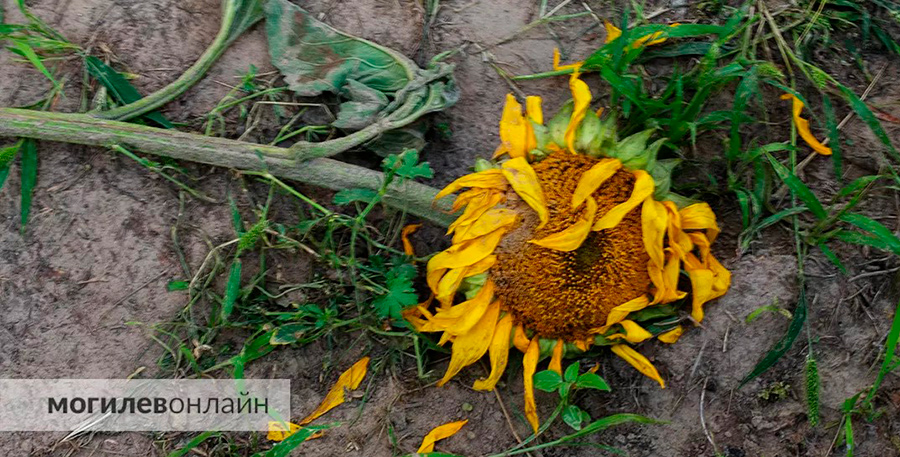 Похоже, в этом году главные вредители на полях – инстаграмщики. Аграрии бьют тревогу