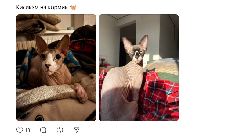 Новогодний тренд в Threads: люди сливают номера карт и просят денег. Тайный Санта по-белорусски