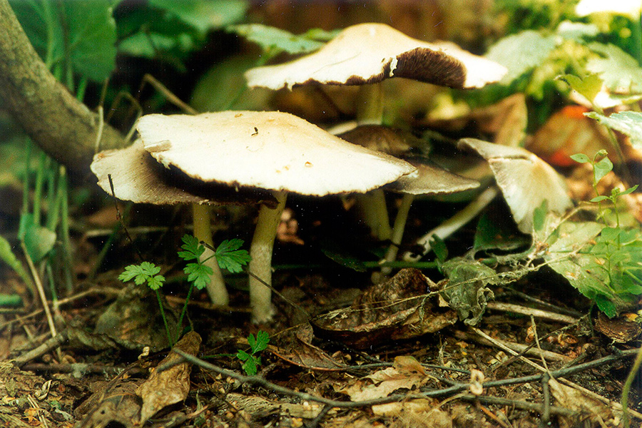 Смерть – в 90% случаев: врач рассказал про опасный гриб в Беларуси