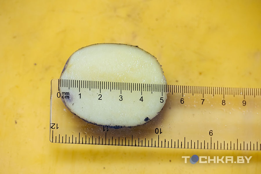 У картошки теперь свой стандарт: сходили в магазин, вооружившись линейкой