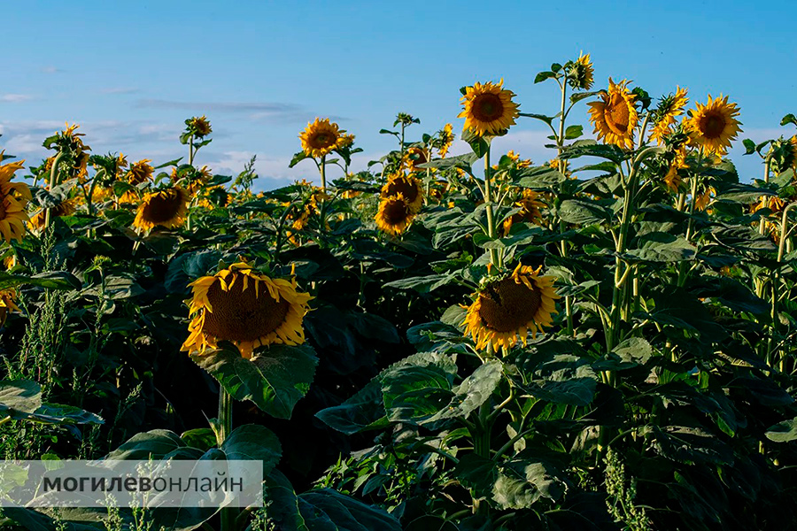 Похоже, в этом году главные вредители на полях – инстаграмщики. Аграрии бьют тревогу