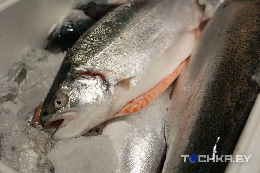 Беларусь нарастит выпуск красной рыбы – форели будет кратно больше