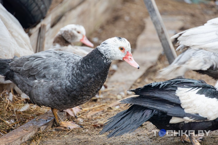 Как минчане переехали в глушь: Романтика закончилась, даже не начавшись Как минчане переехали в глушь: Романтика закончилась, даже не начавшись