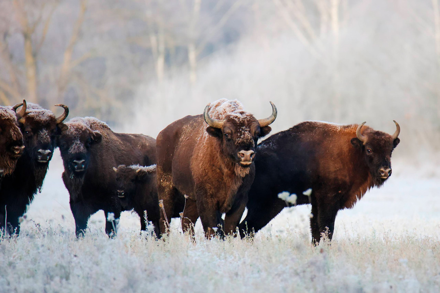 Зимняя красота – белорусский нацпарк показал фото заснеженных зубров