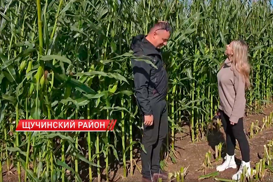 Кукурузные