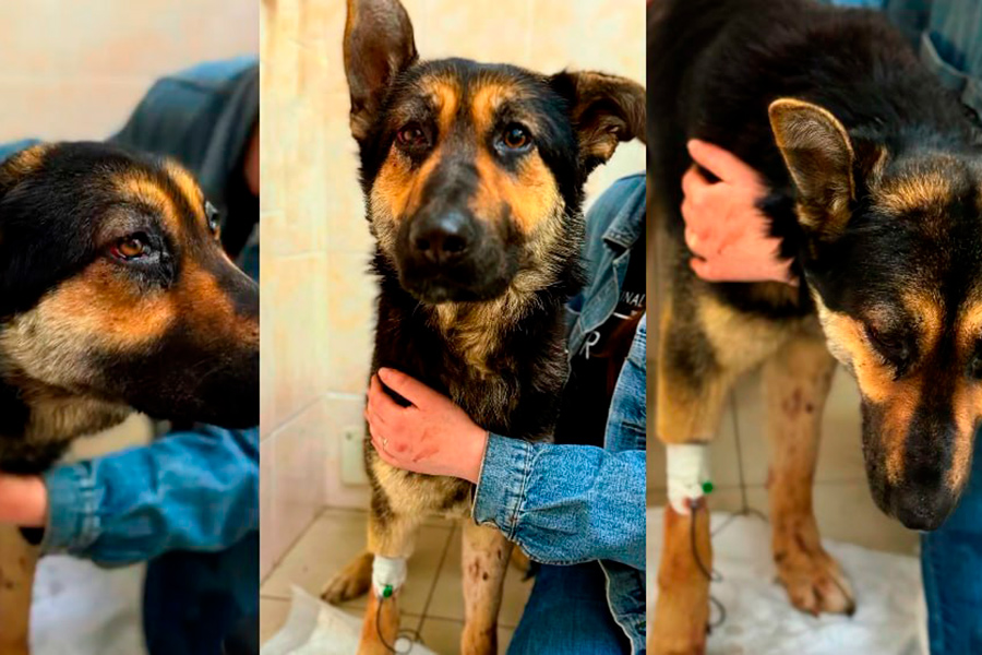 Белоруска заказала убийство своей собаки – чем все закончилось