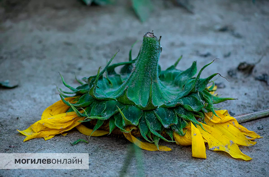 Похоже, в этом году главные вредители на полях – инстаграмщики. Аграрии бьют тревогу