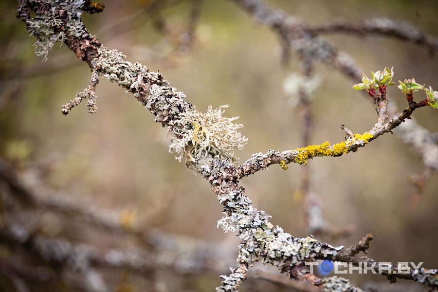 Место, где остановилось время: что происходит в зоне отчуждения 40 лет спустя