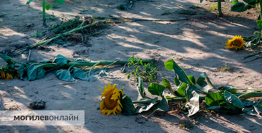 Похоже, в этом году главные вредители на полях – инстаграмщики. Аграрии бьют тревогу