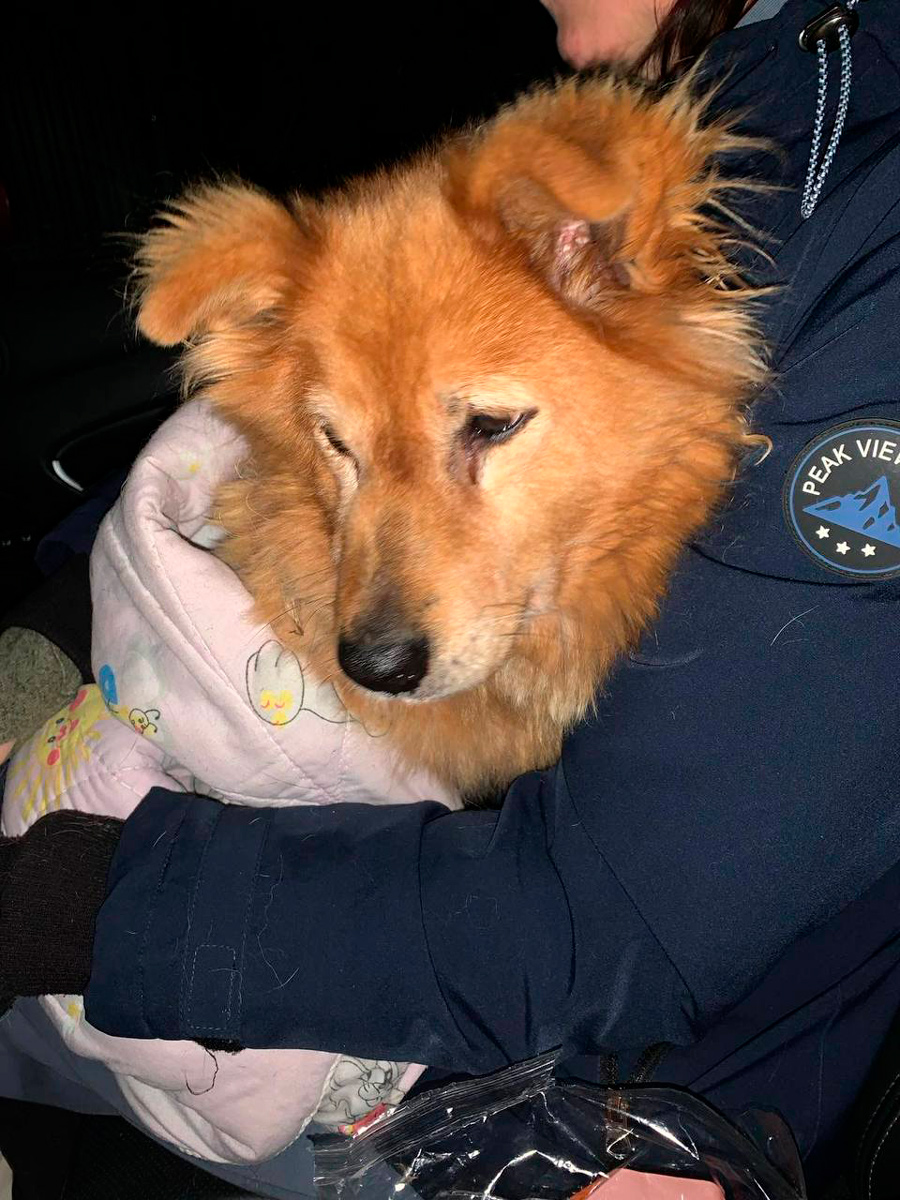 В сильный мороз собаку