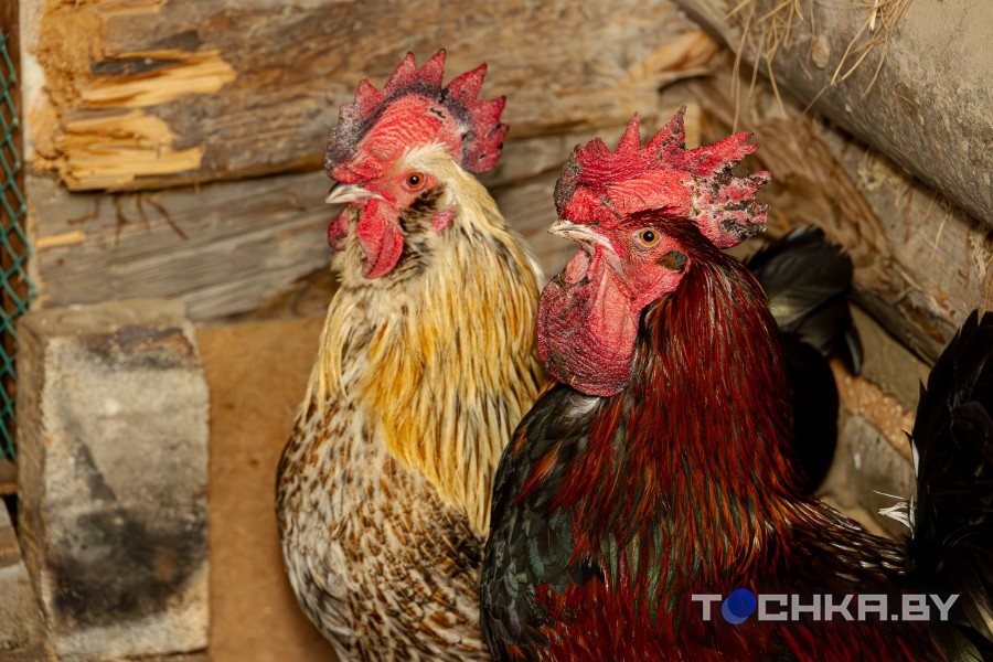 Как минчане переехали в глушь: Романтика закончилась, даже не начавшись Как минчане переехали в глушь: Романтика закончилась, даже не начавшись