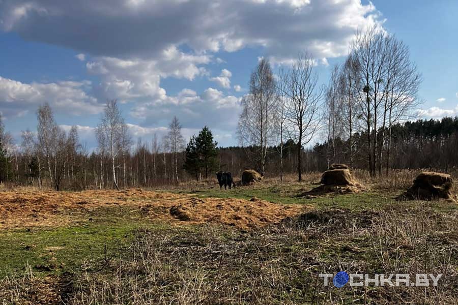 Гибли от паводка, но спаслись переездом: как сейчас живется туровским быкам