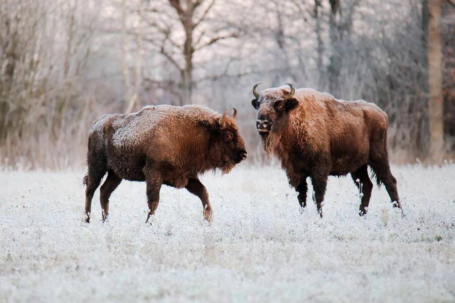 Зимняя красота – белорусский нацпарк показал фото заснеженных зубров