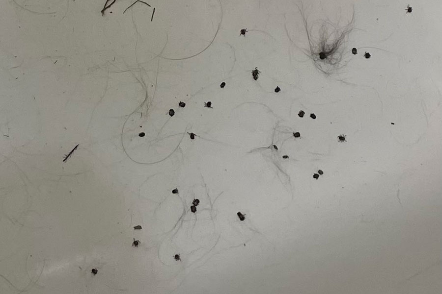 Снимаем десятками: белорусы массово жалуются на клещей. И это уже не просто дискомфорт