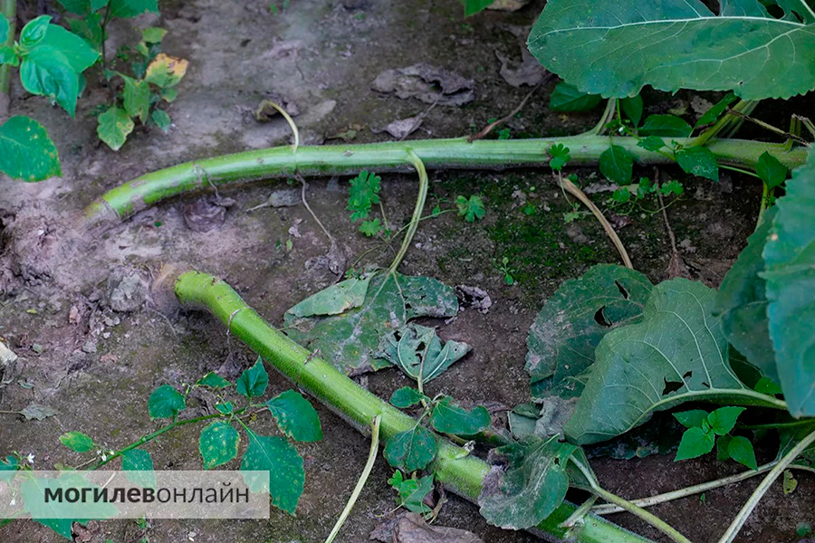 Похоже, в этом году главные вредители на полях – инстаграмщики. Аграрии бьют тревогу