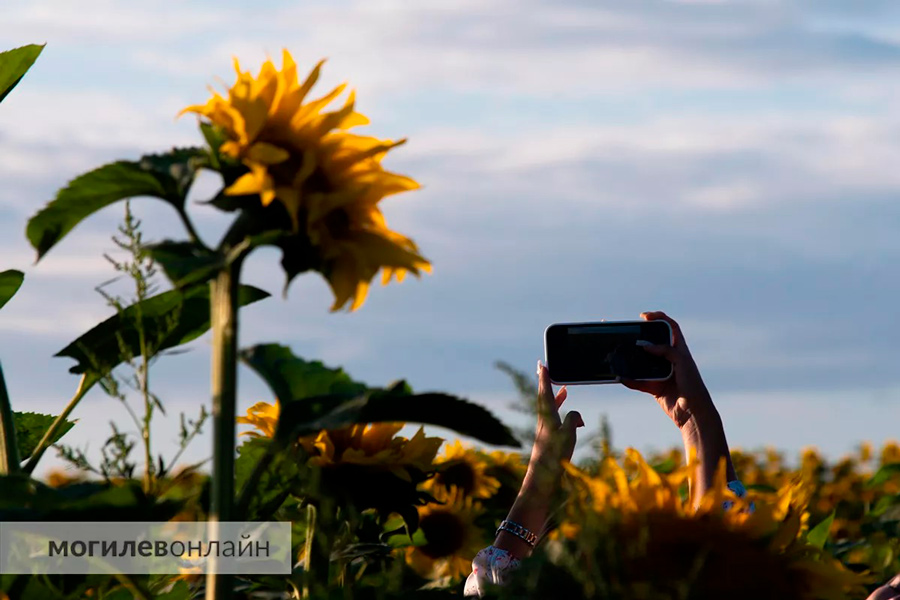 Похоже, в этом году главные вредители на полях – инстаграмщики. Аграрии бьют тревогу