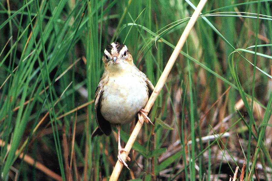 Гибли от паводка, но спаслись переездом: как сейчас живется туровским быкам