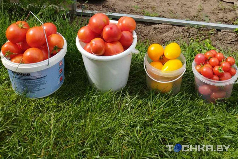 Морковь размером с ребенка: белорусы хвастаются рекордным урожаем – фотофакт