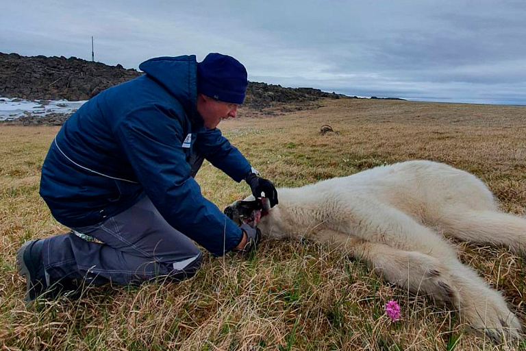 В Красноярском крае спасли белого медведя с застрявшей в пасти банкой – видео