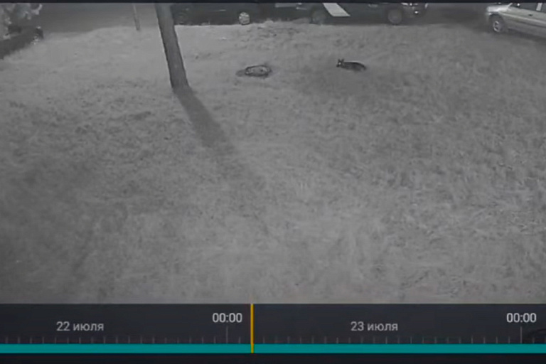 В Борисове двух собак выбросили из окна – возбуждено уголовное дело