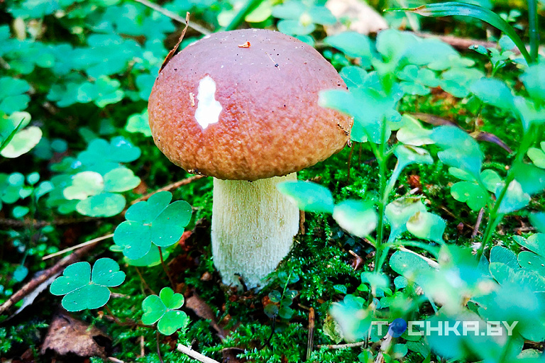 Каждый второй район: ограничений на посещение лесов все больше