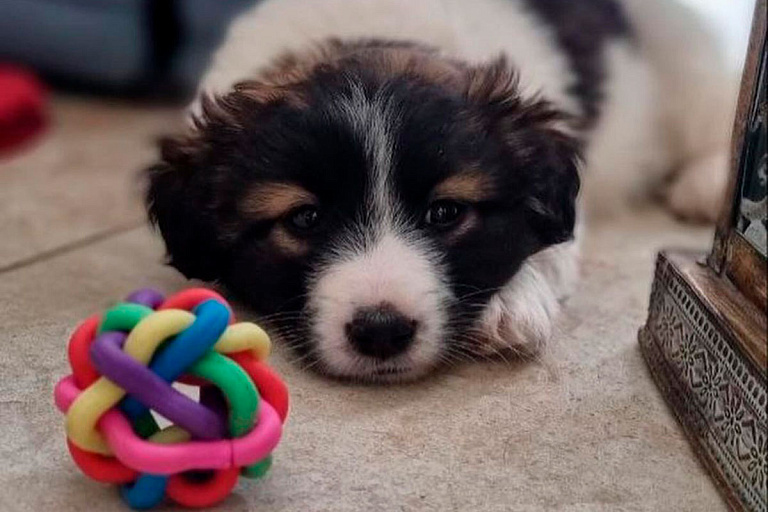 Betera проведет акцию помощи бездомным животным – футболисты в деле