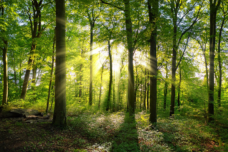 Ограничения на посещение лесов начали снимать – кто первые счастливчики