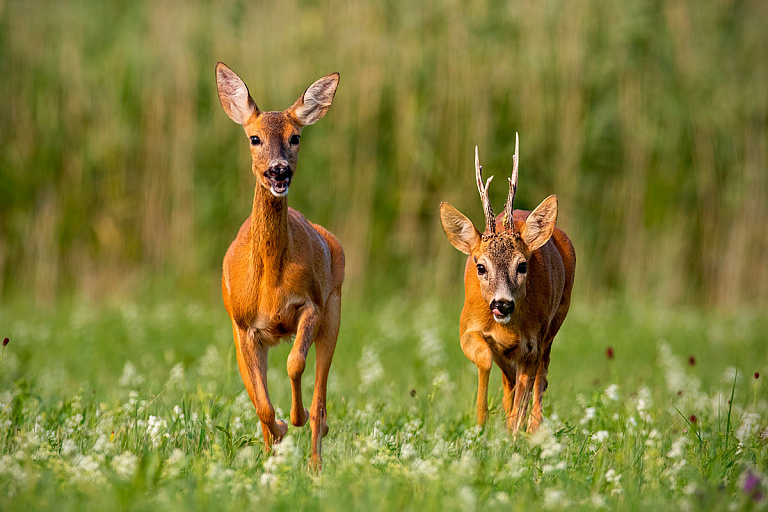 Олененок пришел в школу, а уйти смог только с помощью спасателей