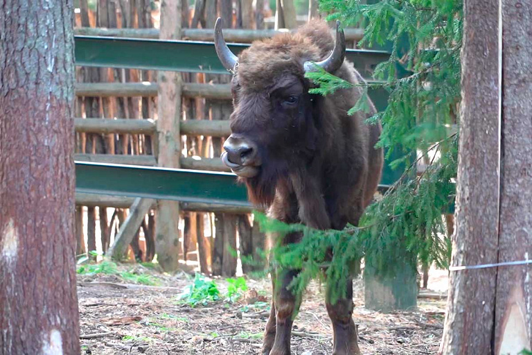 Белорусскому зубру нашли невесту в усадьбе Деда Мороза в Великом Устюге