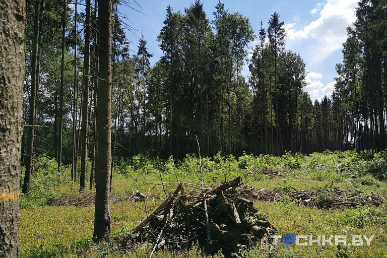 Введен запрет на посещение некоторых лесов Минщины и Гомельщины – Минлесхоз