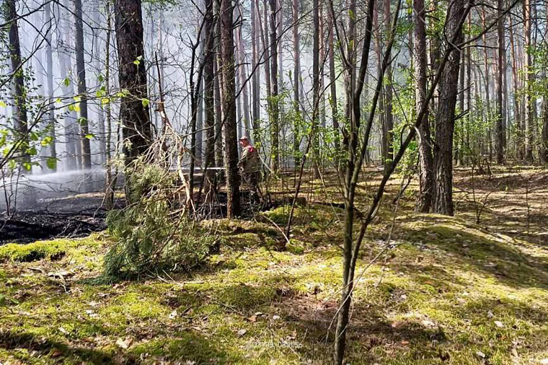 Лишь в Могилевской области нет ограничений на посещение лесов