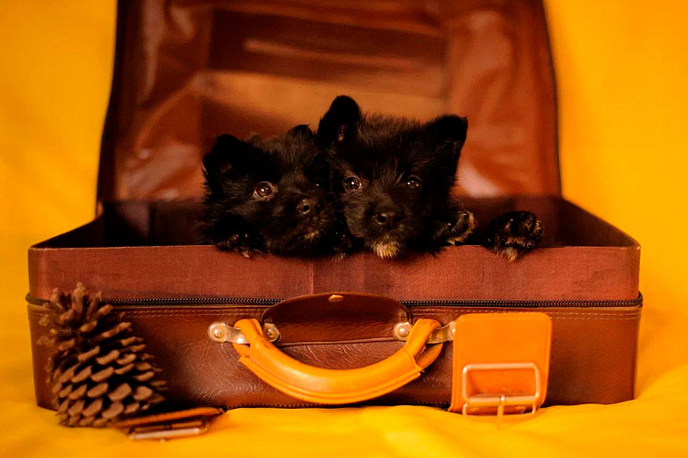 Передали более 650 килограмм корма: Betera помогла приюту "Томас"