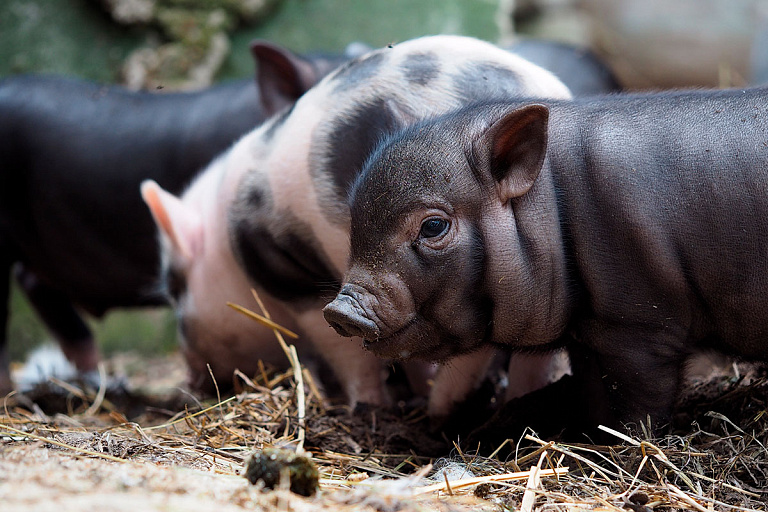 Двое белорусов украли поросят, но очень скоро горько пожалели об этом