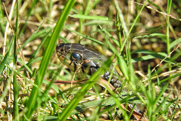 Гадюка укусила белоруса на даче – медики рассказали о первой помощи