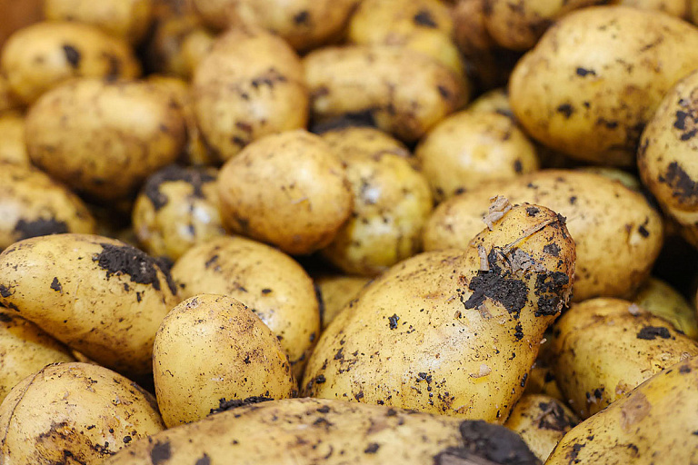 Узнали, сколько дают за картошку в заготпунктах, – вы удивитесь