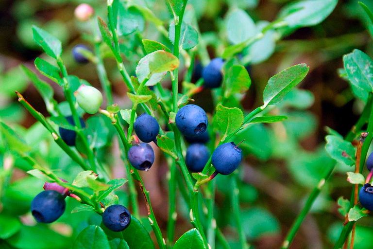 Белоруска показала, сколько можно заработать на чернике за день