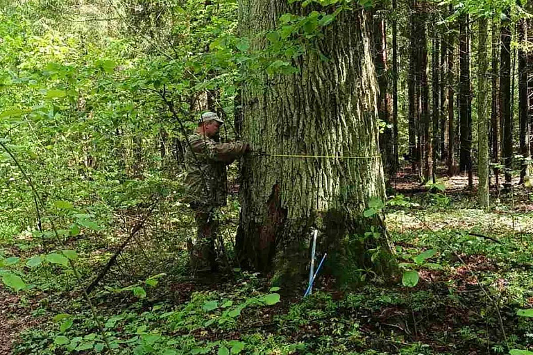 Редкие дубы обнаружили в Борисовском районе – они старше, чем все думали