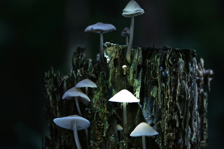 Ученые нашли не совсем легальный способ продлить жизнь – идут испытания