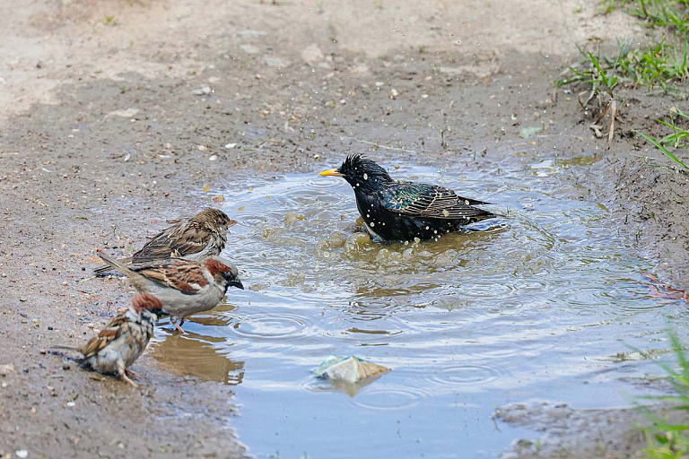 Белорусы могут предложить птицу года – 2026: какие аргументы приводить