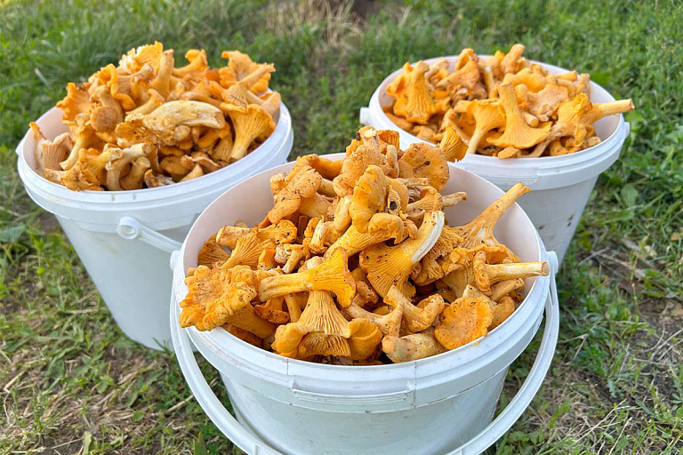 Как не дать себя обмануть, покупая грибы с рук: проверьте, все ли знаете