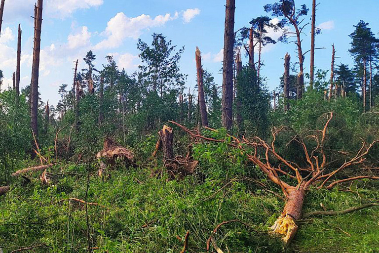 Сколько леса пострадало от бури на Могилевщине – масштабы шокируют